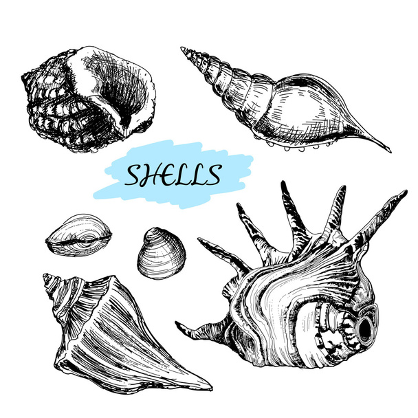 conchas marinas - Vector, Imagen