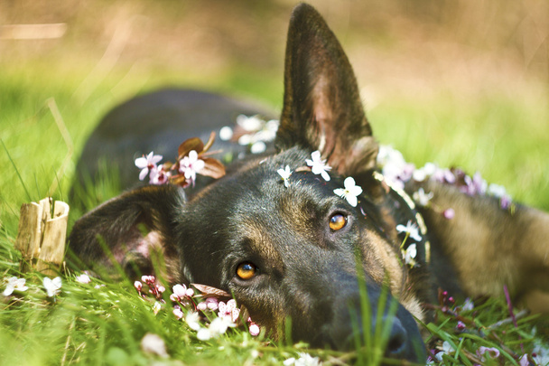 Duitse herder hond puppy lente - Foto, afbeelding