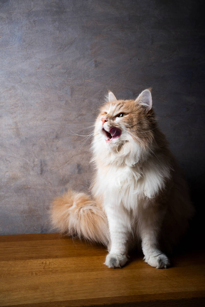 krémová barva bílá dlouhosrstá kočka portrét s kopírovacím prostorem - Fotografie, Obrázek