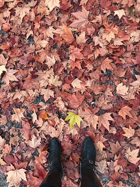 Top view of boots over dry red leaves and in front of a green leaf - Foto, afbeelding