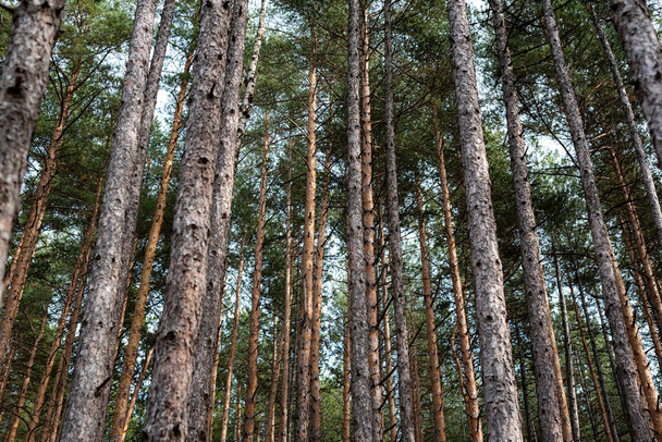 Vue naturelle forêt d'automne haute symétrique troncs d'arbres chemin de chemin avec beaucoup d'espace de copie pour le texte - Photo, image