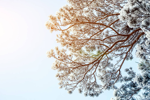 Zmrzlý strom na zimní bílé obloze. Mrazivý den, klidná zimní scéna. Krásný výhled na divočinu. - Fotografie, Obrázek