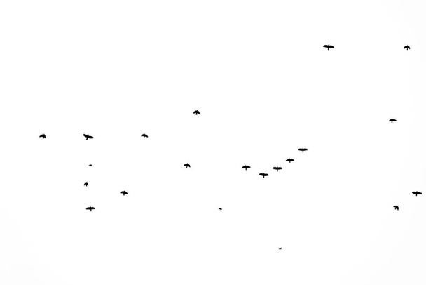 Csoportja madarak vándorló elszigetelt fehér háttér őszi égbolt kilátás sok másolási hely szöveg - Fotó, kép