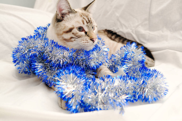 χαριτωμένο γάτα παίζει με εορταστική χριστουγεννιάτικο tinsel - Φωτογραφία, εικόνα
