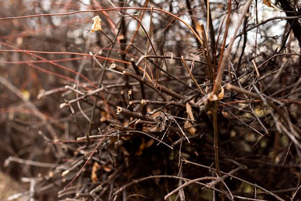 Otoño pequeñas ramas y hojas caídas en el bosque en el clima soleado con un enfoque agudo y fuerte profundidad bokeh de campo detalle de la naturaleza textura - Foto, Imagen