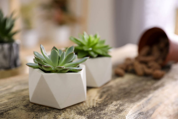 Beautiful potted succulents on wooden table indoors. Space for text - Foto, Imagen