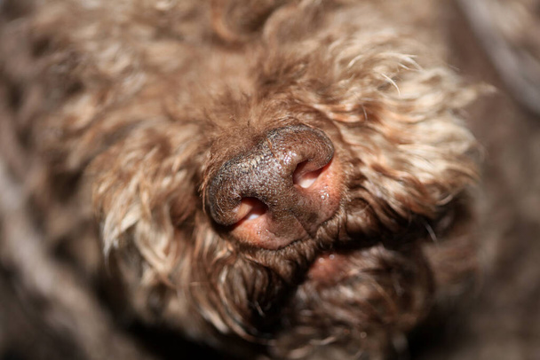 nariz de perro cerca lagotto romagnolo impresión moderna de alta calidad - Foto, imagen