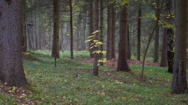Peaceful autumnal landscape of wild forest falling leaves slow motion. Calm wallpaper of nature woods in autumn. Green woodland with growing trees. Tranquility environment care protection. - Materiaali, video