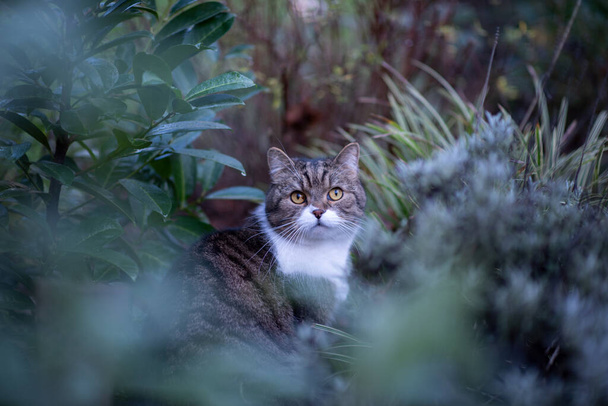 cat amid cold bushes in wintertime - Photo, Image
