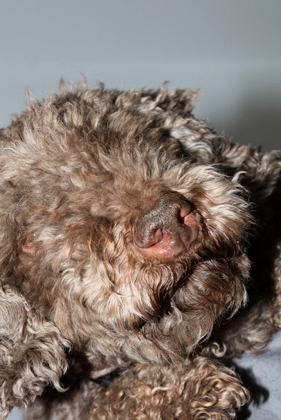 Koira nenä lähikuva lagotto romagnolo moderni laadukas tulostaa - Valokuva, kuva