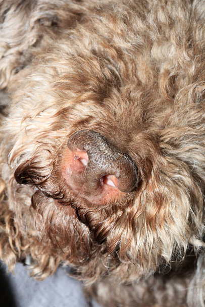 nariz de perro cerca lagotto romagnolo impresión moderna de alta calidad - Foto, Imagen