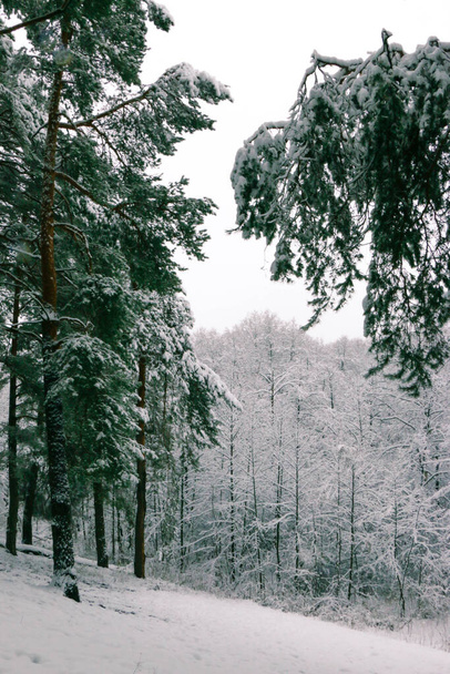 Winter landscape with snow-covered spruce forest. Christmas view. - Foto, Bild