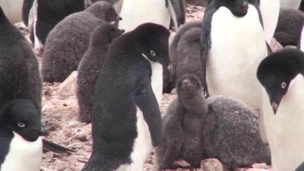 Penguenler. Antarktika. Çakıl tepelerinde dinlenen bir sürü Adelie pengueni var. Hope Körfezi 'ndeki kayalıklarda penguenler - Video, Çekim