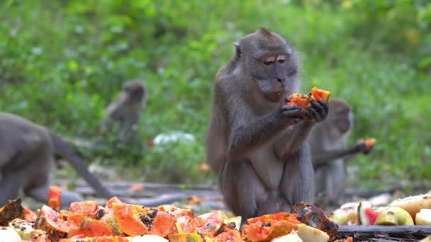 Επιλεκτική ομάδα εστίασης των πιθήκων τρώνε φρούτα Παπάγια ζωοτροφών από τοπικό κάτοικο στο Penang, Μαλαισία. - Πλάνα, βίντεο
