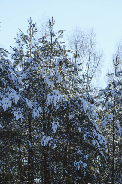 Winter landscape with snow-covered spruce forest. Christmas view. on a sunny day - Photo, image