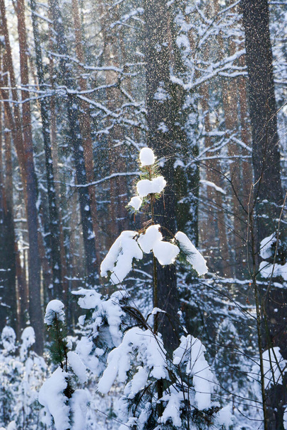 Winterlandschaft mit schneebedecktem Fichtenwald. Weihnachtsansichten. an einem sonnigen Tag - Foto, Bild