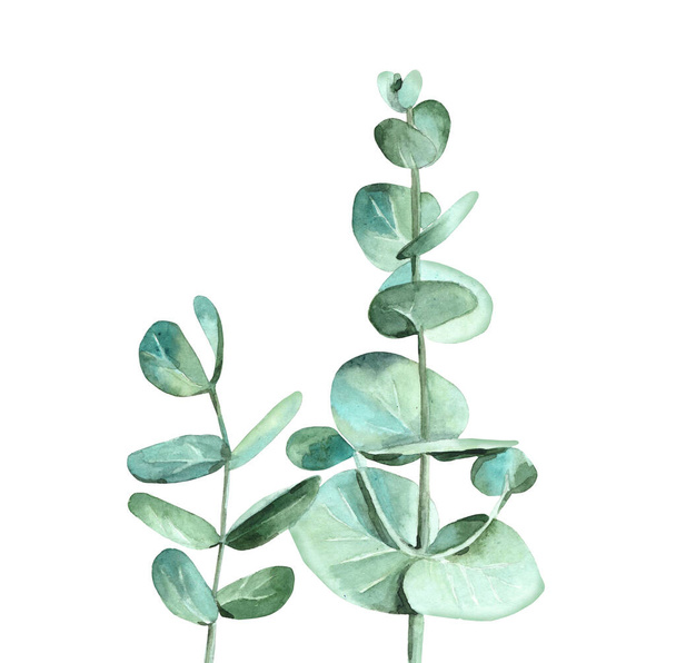 Watercolour eucalyptus Leaves. Silver and green tree branches. Design for wedding invitation, greeting, card, post card and textile. Botanical Water color illustration on white background. - Photo, Image