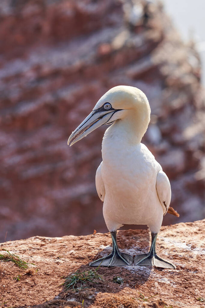 A gannet stands on a rock and looks aside. Shadow falls on the ground. - Φωτογραφία, εικόνα