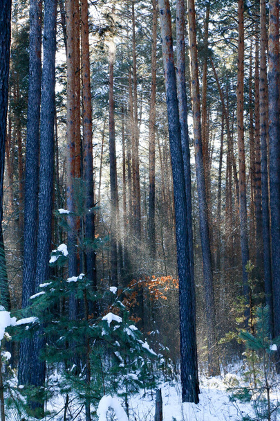 Zimowy krajobraz z pokrytym śniegiem lasem świerkowym. Gwiazdkowy widok. w słoneczny dzień - Zdjęcie, obraz