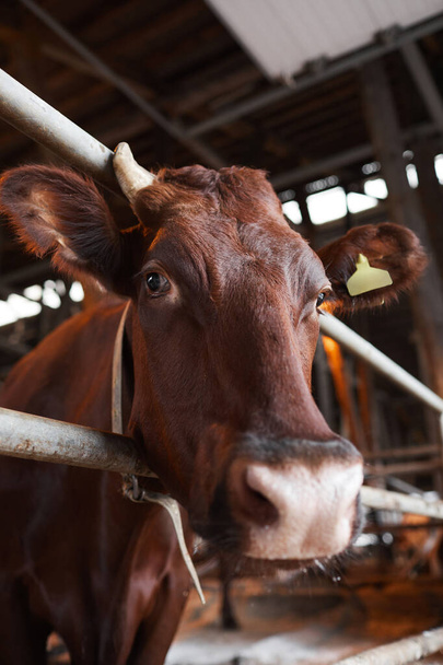 Portrait vertical d'une vache marron en bonne santé regardant la caméra alors qu'elle se tenait dans un enclos pour animaux à la ferme laitière biologique - Photo, image