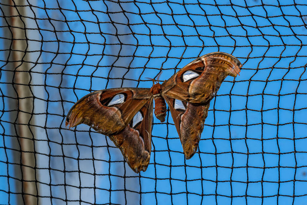 Атлас моль, Аттакус атлас, это крупнейшие мотыльки в мире с размахом крыльев от 10-12 дюймов, родной для Юго-Восточной Азии - Фото, изображение