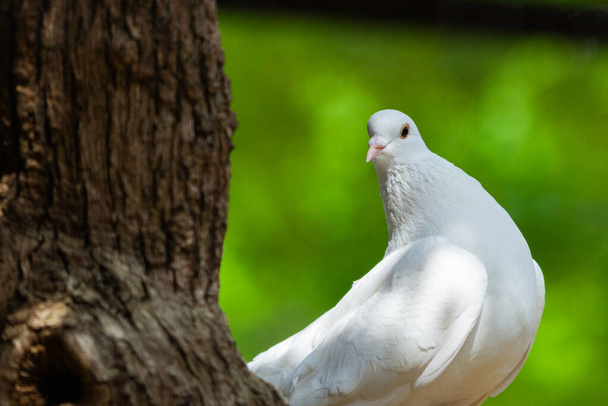 La colombe blanche sur le Bokeh vert et la liberté Concept et journée internationale de la paix. - Photo, image