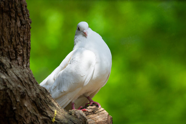 Λευκό Περιστέρι στο πράσινο Bokeh και την ελευθερία Concept και τη διεθνή ημέρα ειρήνης. - Φωτογραφία, εικόνα