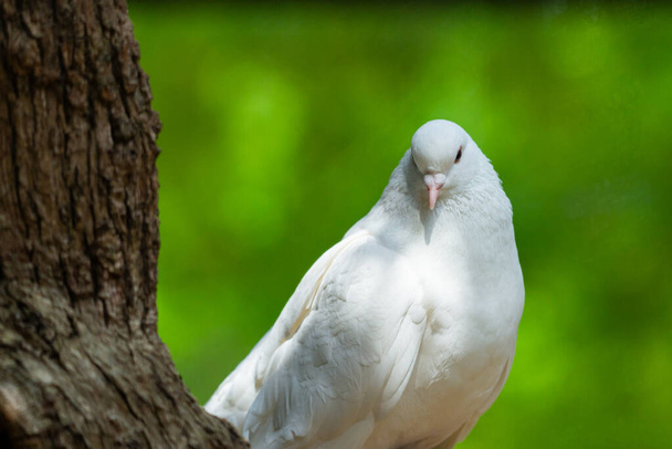 Beyaz Güvercin yeşil Bokeh ve Özgürlük Konsepti ve uluslararası barış günü. - Fotoğraf, Görsel