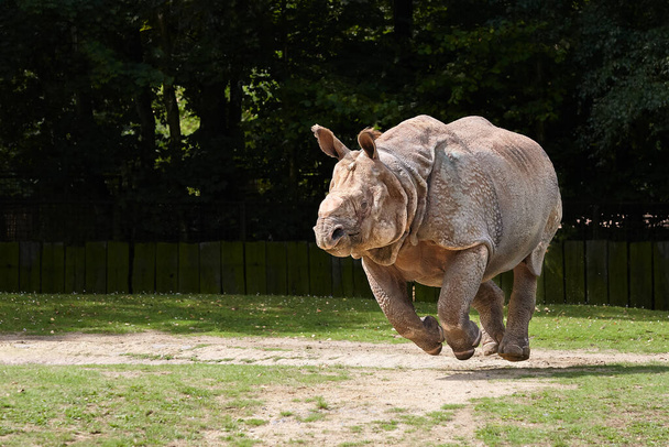 Rhino corriendo en el zoológico con las piernas por encima del suelo - Foto, Imagen