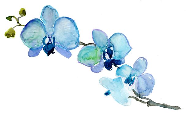 Синяя орхидея
 - Фото, изображение