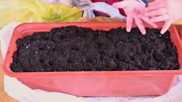 τα παιδιά φυτεύουν σπόρους σε ένα δοχείο της γης. σπόροι προς σπορά - Πλάνα, βίντεο