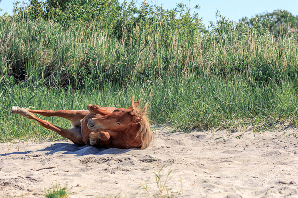 horse walks in the sand with legs stretched to the side, sand procedures on a summer day - Photo, Image