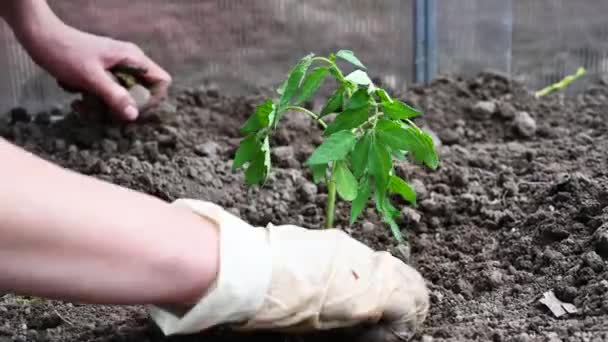Planting young tomato seedlings close-up. Tomato growing farm - Materiał filmowy, wideo