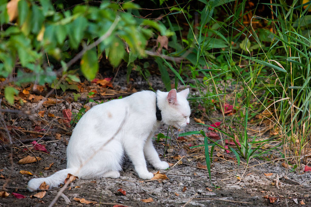 White cat in garden. Sad mood or pet disease concept. - Photo, Image