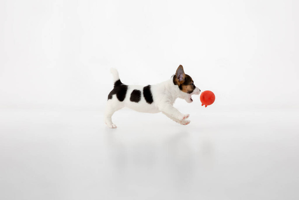 carino e poco cagnolino posa allegro isolato su sfondo bianco - Foto, immagini