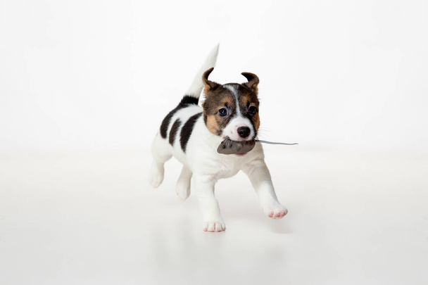 Cute and little doggy posing cheerful isolated on white background - Foto, immagini