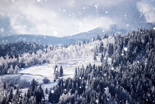 Christmas background of snowy winter landscape with snow or hoarfrost covered fir trees - winter magic holiday - Foto, afbeelding