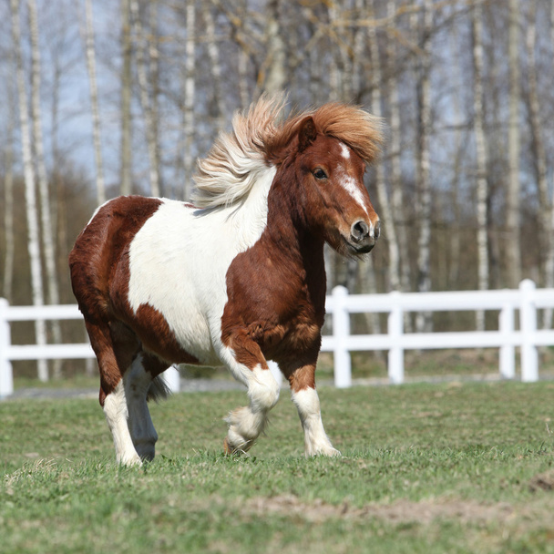 Hermoso pony Shetland corriendo
 - Foto, imagen