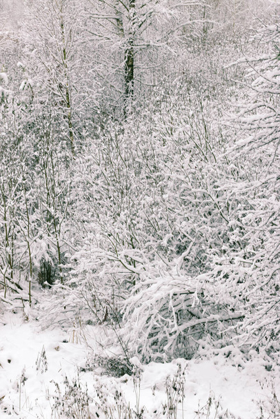 Design del biglietto di auguri. Chiuda rami d'albero coperti di neve contro cielo azzurro. Incredibile bellissimo sfondo invernale. - Foto, immagini