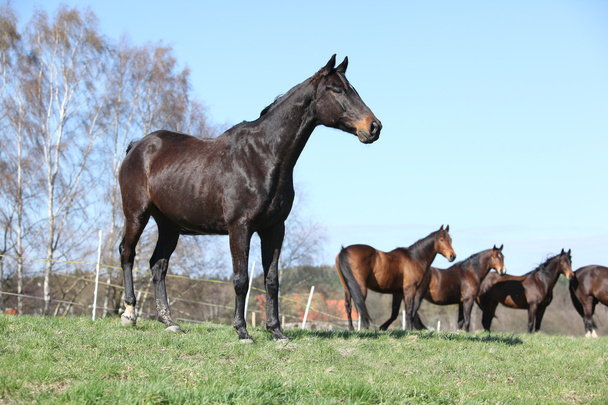 schönes Pferd auf der Weide stehend mit anderen Pferden im Hintergrund - Foto, Bild
