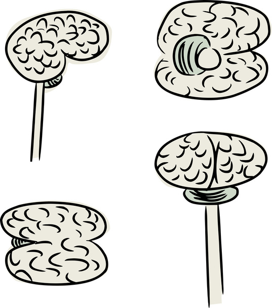 doodle cérebro humano - Vetor, Imagem