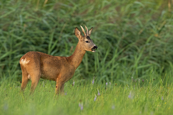 Roe jelen dolar žvýkání na travnatých porostech v letní přírodě - Fotografie, Obrázek