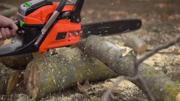 лесоруб пилит дерево бензопилой, деревянные стружки летают в замедленной съемке - Кадры, видео