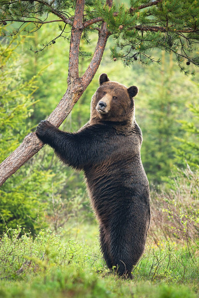 Yazın ormanda dikey duran görkemli kahverengi ayı. - Fotoğraf, Görsel