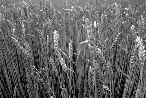 Agricultural rye filed bacground. Seasonal view                          - Photo, Image