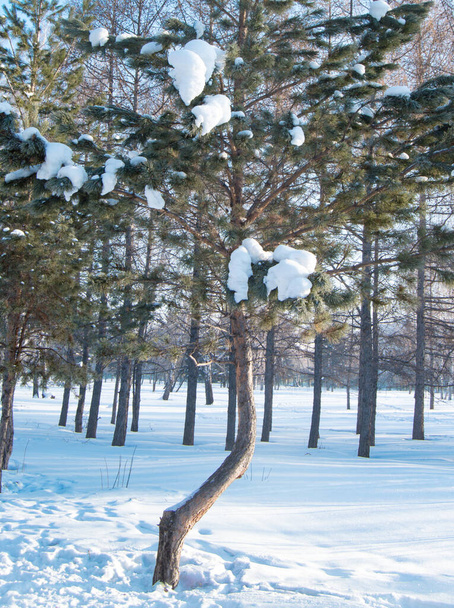 Le tronc courbé d'un pin en hiver Park. - Photo, image