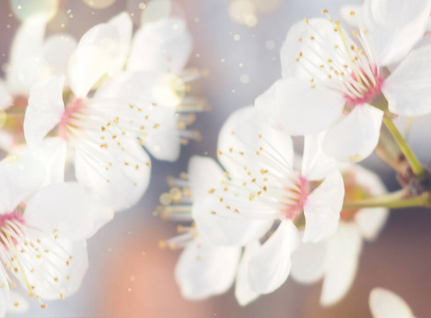 Banner de flores de primavera, cerezo blanco, flores de manzana y cerezo, amplio formato, espacio para el texto - Foto, imagen