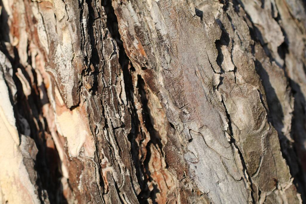 Detailní záběr stromové kůry textury detailní barevné zajímavé zázemí - Fotografie, Obrázek