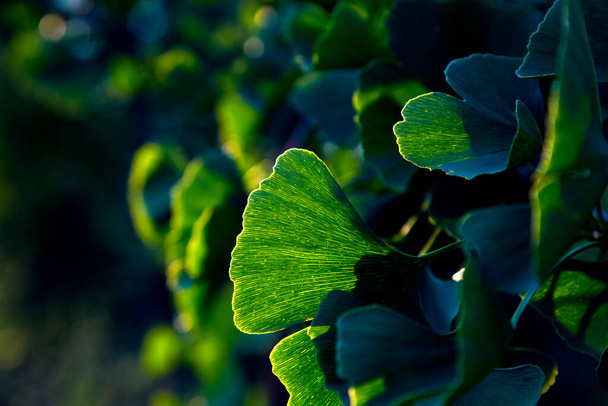 Ginkgo biloba leaves in the rays of the setting sun. - Foto, afbeelding