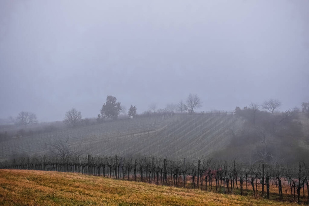πυκνή ομίχλη και λόφοι με δέντρα και αμπέλια το χειμώνα - Φωτογραφία, εικόνα